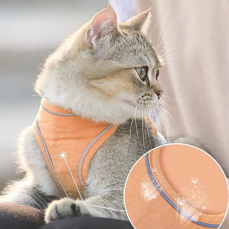 Kattvästsele Och Koppeluppsättning