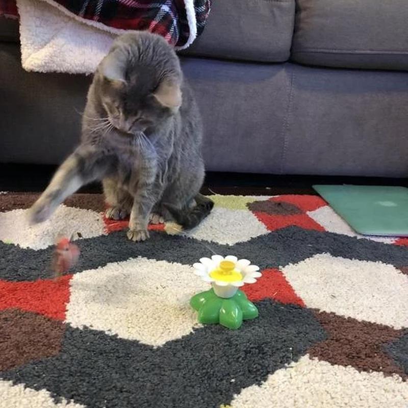 Interaktiv Fågelleksak till Katter